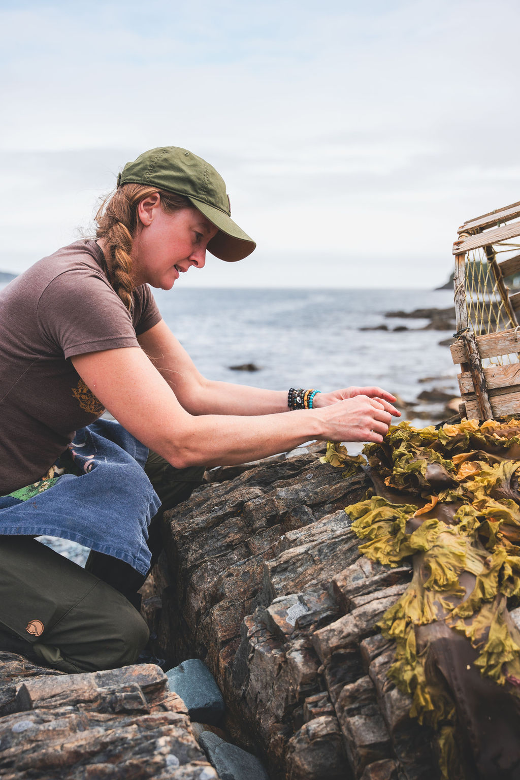 Lori McCarthy kneeling on wet rock at the water's edge, harvesting kelp into a wooden crate on the Newfoundland coast