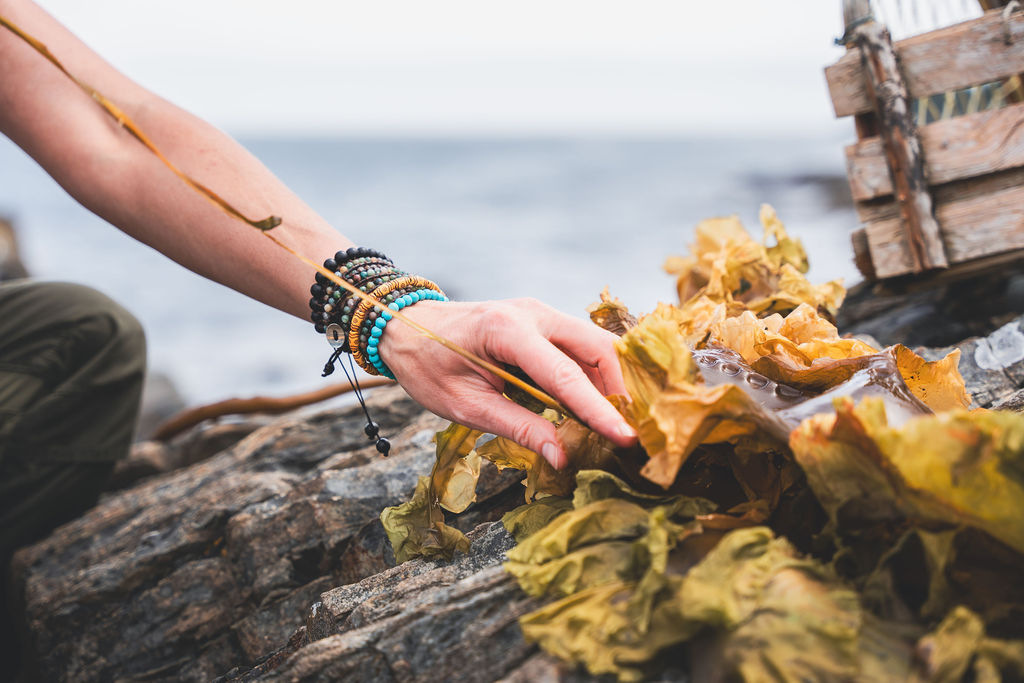 Lori McCarthy harvesting kelp